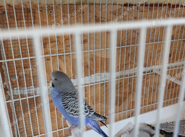 2x budgies for sale