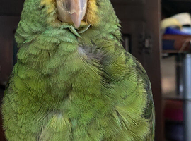 Young, DOUBLE YELLOW HEADED AMAZON