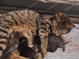 3 Male Kittens