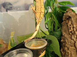 1 unsexed crested ghecko this years young