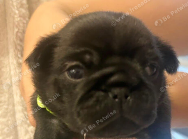 2 BOY PUGS