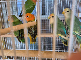Young lovebirds