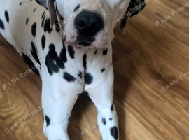 **Beautiful KC Dalmatian girl for sale through no fault of her own**