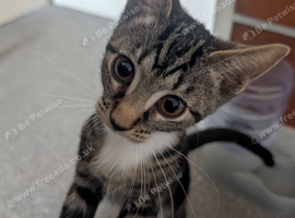 Female kitten ready to go now