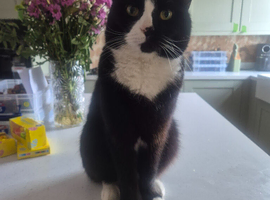 Prince is looking for his 4ever home.