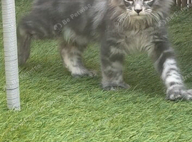 1 tica active girl left polydactyl