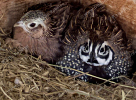 Breeding pair of mearns quail early this years hatch