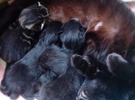 Kittens