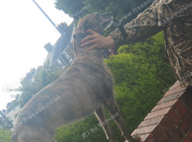 Brindle bitch