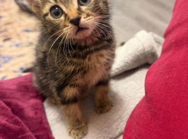 Kitten looking for a new home