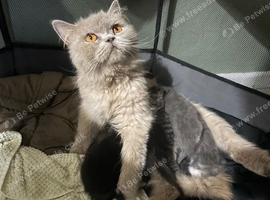 British Longhair Kittens