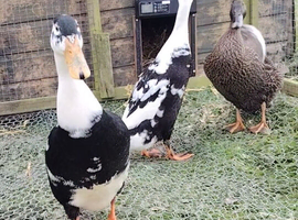 INDIAN RUNNER DUCK HATCHING EGGS