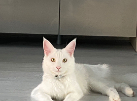Missing or stolen Maine coon