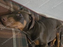 Beautiful Brown/Tan (Chocolate/Tan) Dobermann puppy