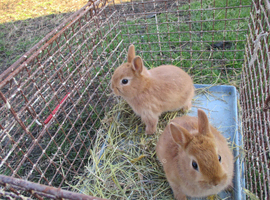 netherland dwarf female