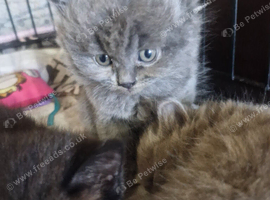 British short haired cross kittens for sale