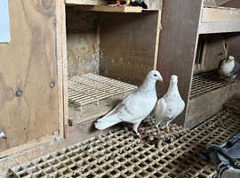 Racing Pigeons for sale