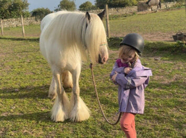 Ideal family pony
