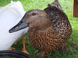 Rescued / unwanted birds