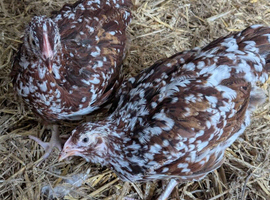 Speckled Sussex Pullets (girls) 10-12 weeks old