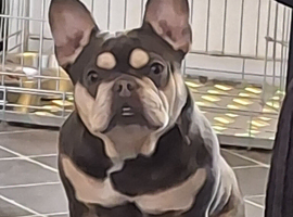 French bulldog Girl