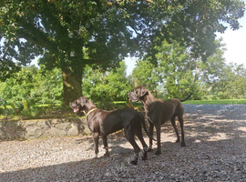 Great Dane Puppies
