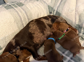 3 beautiful miniature dachshunds