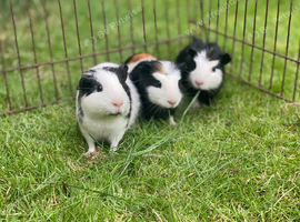 Ready now, 2 boars