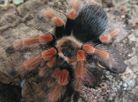 Tarantula Females
