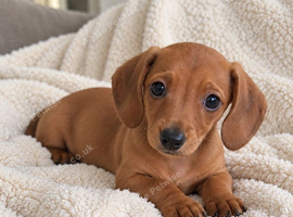 Miniature Dachshund Pups