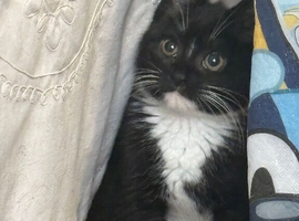Kittens for sale