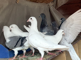 White racer pair breeder