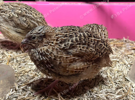 Coturnix Quail males and Females
