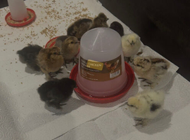 Silkie chicks hatched this week.Also available hatching eggs.