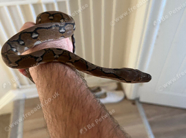 Reticulated Python For sale
