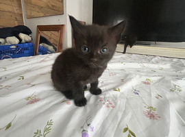 These kittens are sold sorry