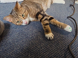 Male Cat for sale