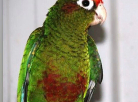 Rose-Crowned Conures & Pearly Conure for Sale