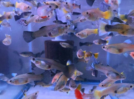Assorted Endlers, Guppys and Hydrids