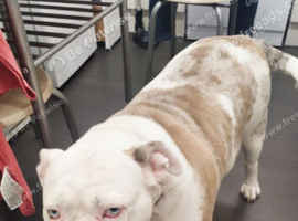 For sale bulldog