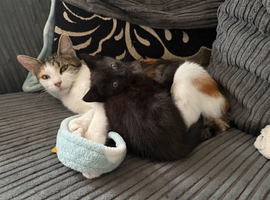 8 week old kitten female