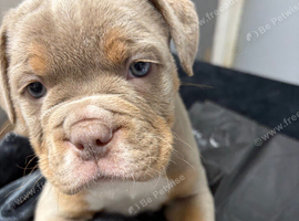 Olde English bulldog