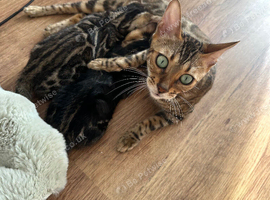 Bengal kittens for sale