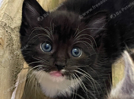 Gorgeous kittens for sale