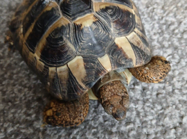 Hermann tortoise