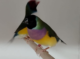 GOULDIAN FINCHES breeding pair