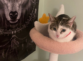 1 year old female cat , neutered and microchipped