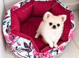 SHOW Quality FCI SMALL SIZE CHIHUAHUA