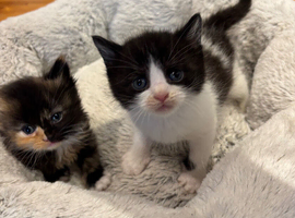 LAST ONE Half British short hair kittens