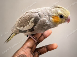 Baby handreared 8 week old cocaktiel